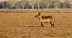 waterbuck_thumb.jpg