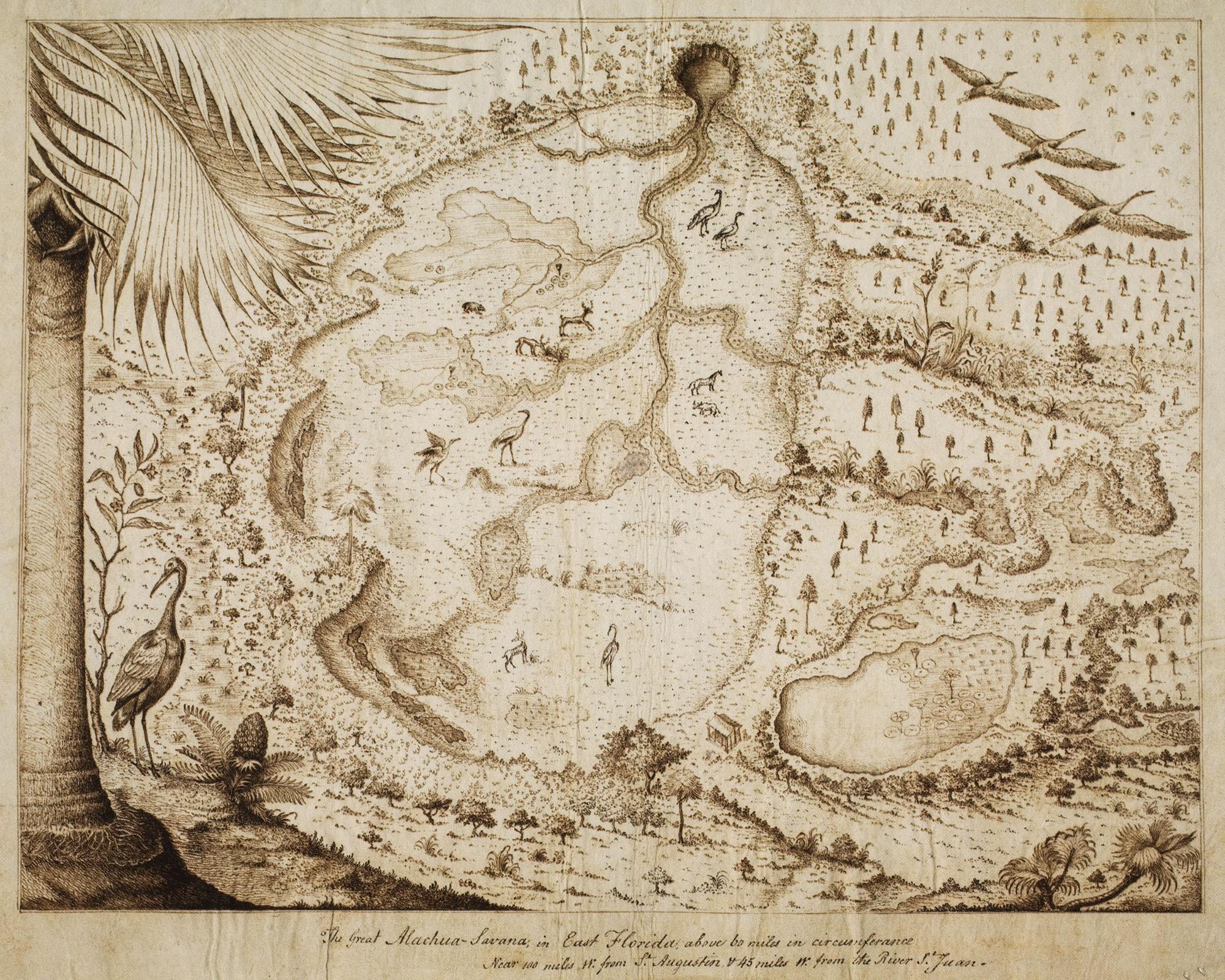 The Great Alachua Savana, East Florida, ca. 1765, pen and ink on paper